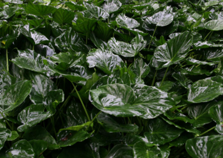 Fern Grotto